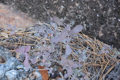 Streptanthus
