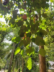 Deutzianthus tonkinensis