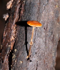 Conocybe filaris