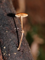 Conocybe filaris