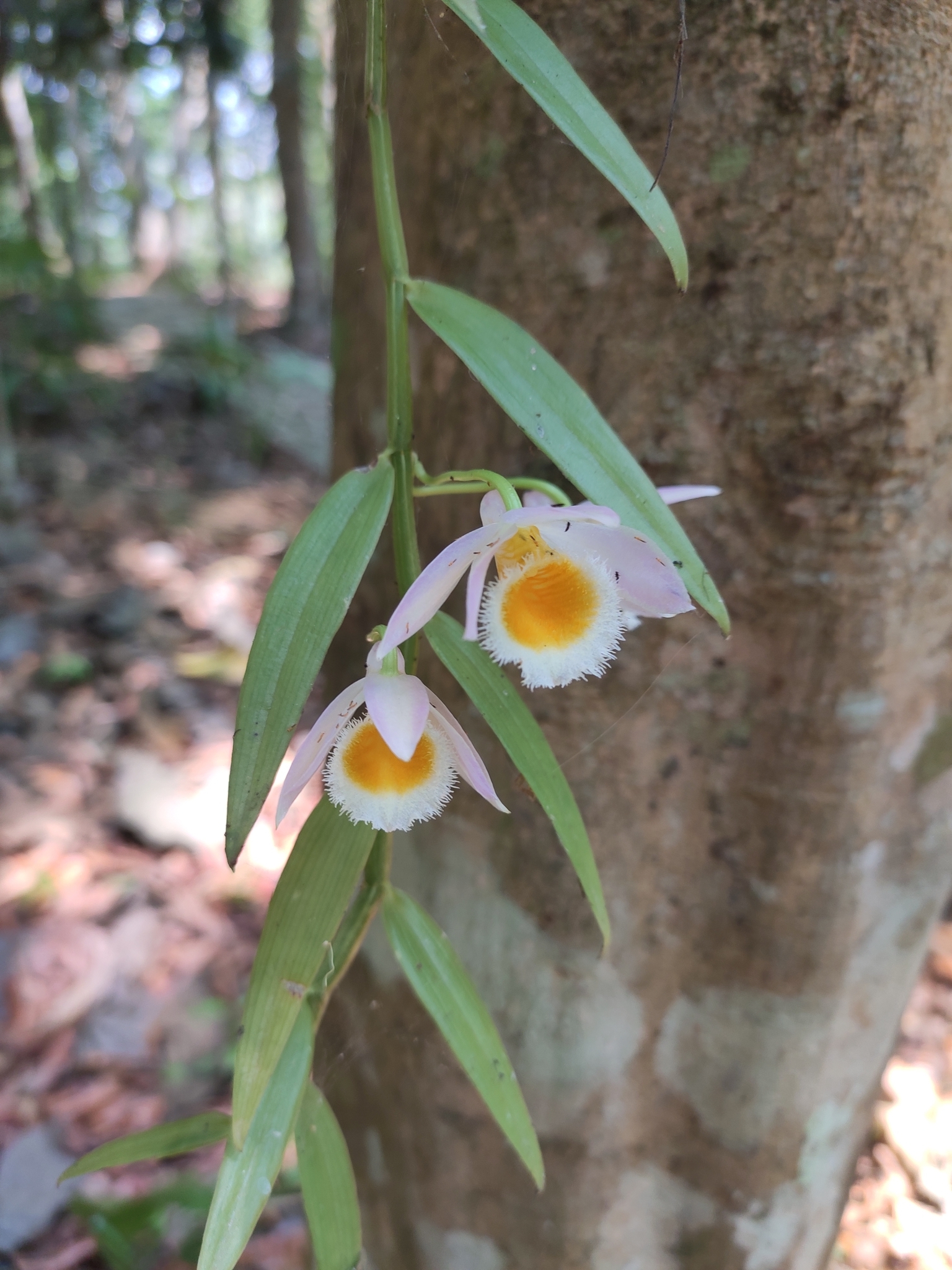 Imagem de Orquídea bambu