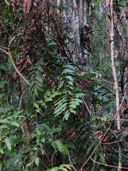 Cupaniopsis newmanii