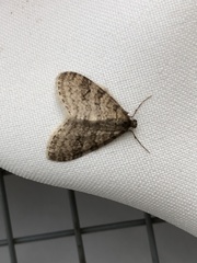 Trichopteryx carpinata