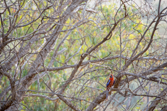 Platycercus elegans elegans