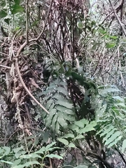 Cupaniopsis newmanii