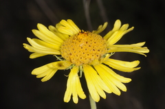Gaillardia megapotamica