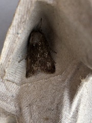 Orthosia incerta