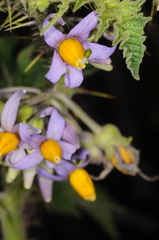 Solanum palinacanthum