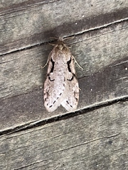 Semioscopis steinkellneriana
