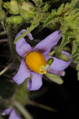 Solanum palinacanthum
