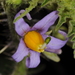 Solanum palinacanthum - Photo (c) aacocucci, some rights reserved (CC BY-NC), uploaded by aacocucci