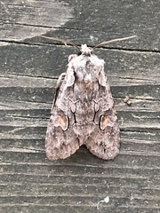 Lithophane furcifera