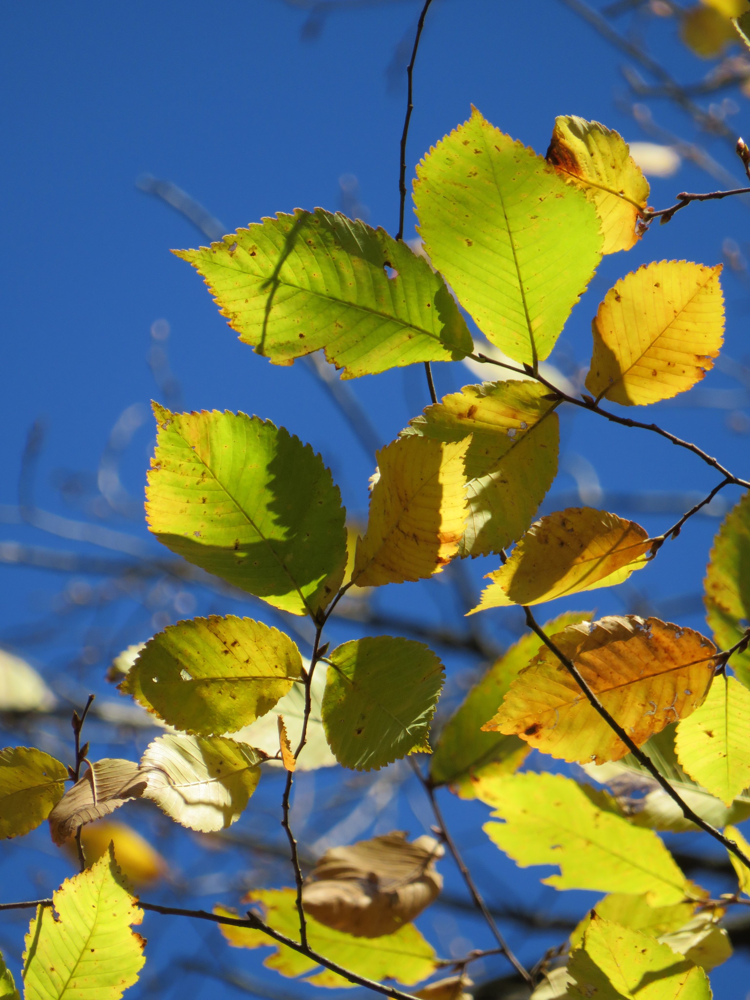 Ulmus thomasii