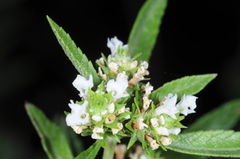 Lippia turbinata