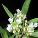 Lippia turbinata - Photo (c) aacocucci, μερικά δικαιώματα διατηρούνται (CC BY-NC), uploaded by aacocucci