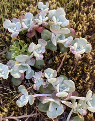 Sedum spathulifolium