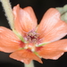 Sphaeralcea cordobensis - Photo (c) aacocucci, algunos derechos reservados (CC BY-NC)