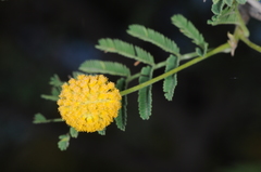 Vachellia aroma