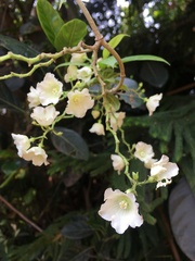 Vallaris solanacea