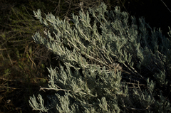 Tetradymia comosa