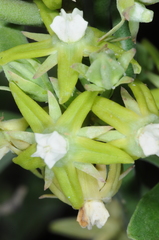 Araujia brachystephana