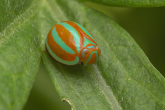Hemisphaerius coccinelloides
