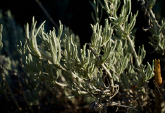 Tetradymia comosa