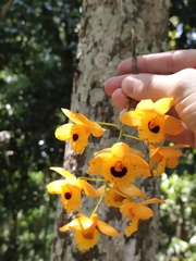 Dendrobium fimbriatum