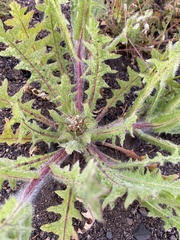 Centaurea benedicta