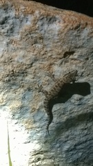 Hemidactylus
