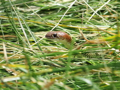 Reticulated Whipsnake