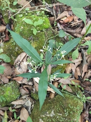 Rauvolfia verticillata