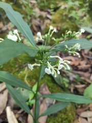 Rauvolfia verticillata