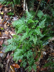 Selaginella longipinna