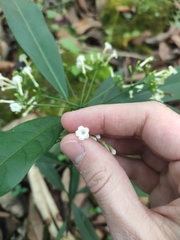 Rauvolfia verticillata