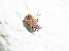 Pyrrhocoris sibiricus