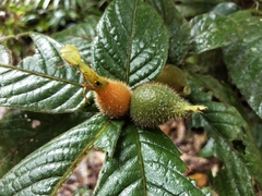 Atractocarpus hirtus