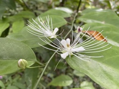 Capparis sabiifolia
