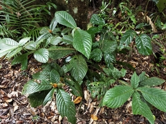 Atractocarpus hirtus