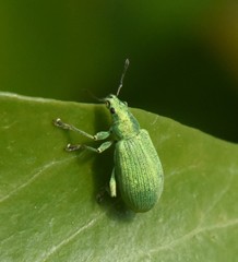 Polydrusus planifrons