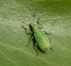Polydrusus planifrons