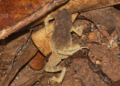 Ingerophrynus parvus