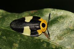 Eushelfordia pica