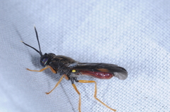 Hermetiinae