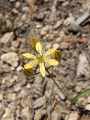 Triteleia