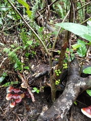 Ficus congesta