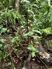 Ficus congesta