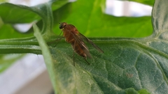 Chrysopilus nubecula