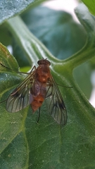 Chrysopilus nubecula