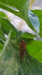 Chrysopilus nubecula
